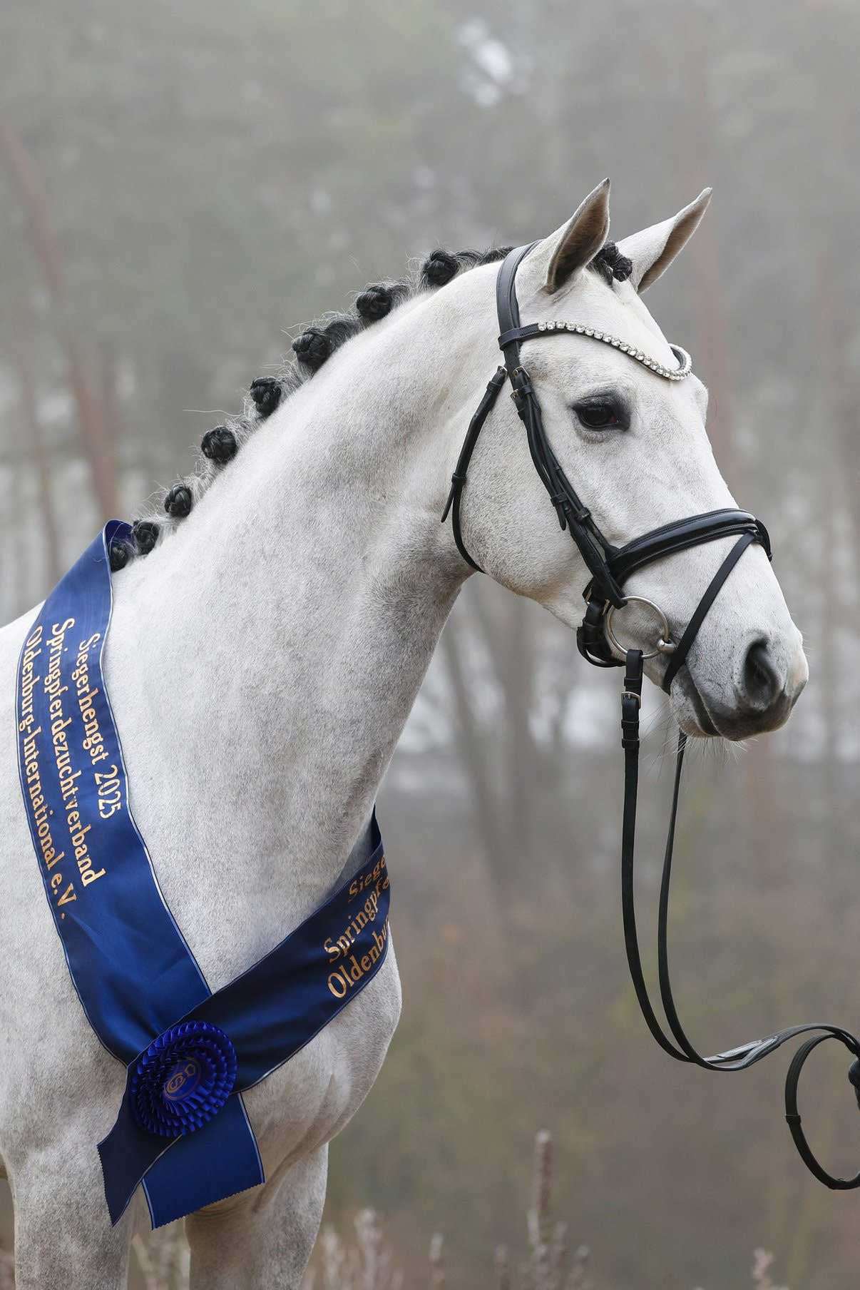 Cashmere Blue Stallion